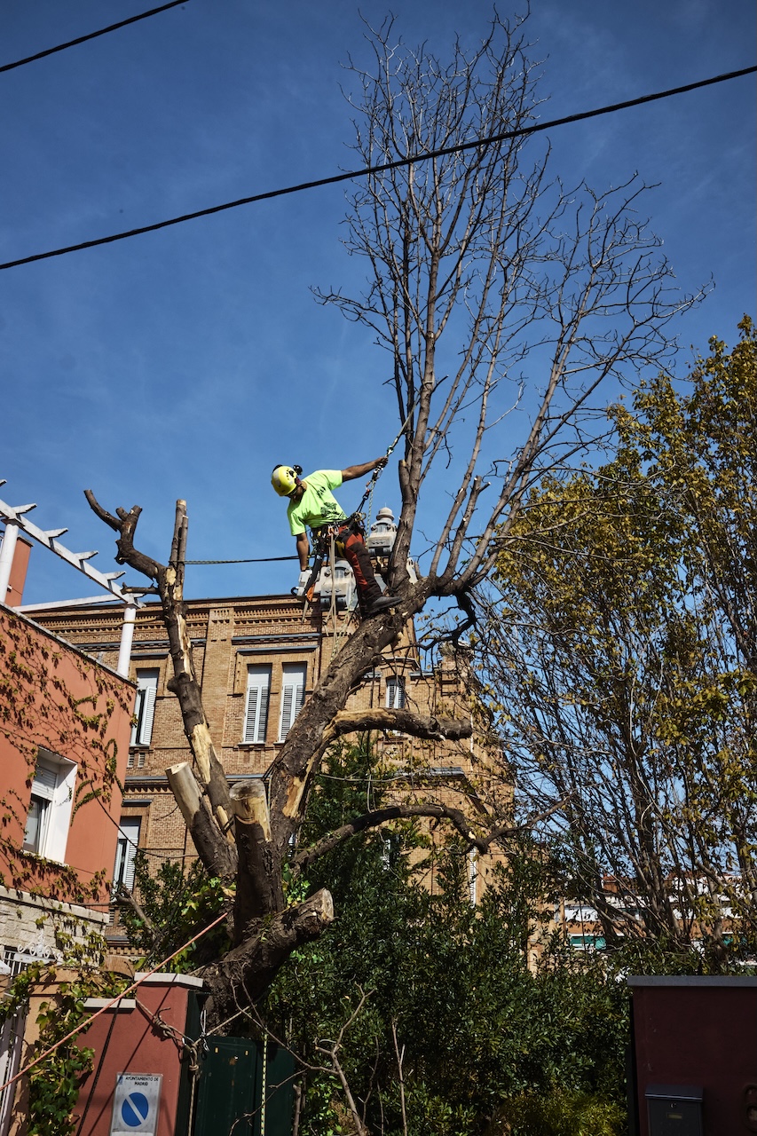 poda en altura cantabria tala trepa seguridad arbolado gestion arbolado urbano cantabria poda en altura santander cantabria arboricultura